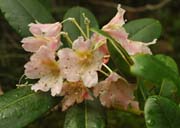 �A�Y�}�V���N�i�Q