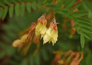 �C���I�E�M�H�H