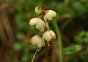 �C�`���N�\�E