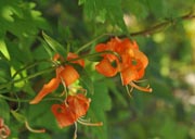 �N���}����