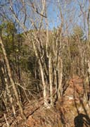 �O�{���R���ȁH