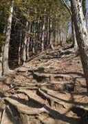 �����R�ɓo��}��̘H