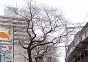 �����؂��F�t����