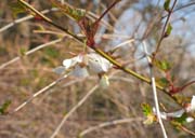 ���~�W�C�`�S