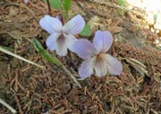 �A�I�C�X�~���H""