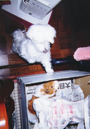 �`���r�i���E���j�΂���q�i�������b�g�E���j