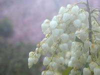 �n���� �i�����сj