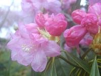 �Γ��(���Ⴍ�Ȃ�)