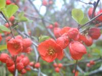 �؉Z �i�ڂ��j