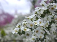 ��� (�䂫��Ȃ�) 