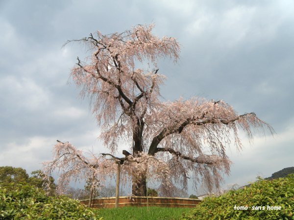 �_���̎}�����