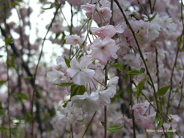 �u���̒ʂ蔲���vv�O^=)^~