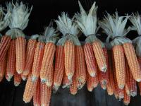 �Ƃ����낱��