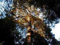 �����ӂ�_�ЁE����