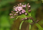 �L�N�A�U�~�H�H�H�H