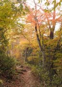 紅葉・黄葉のトンネル