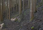 �A�H�Ō������e�[�v