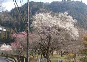 ���m�Ԕ~��