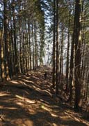 ���Ԃ̘H������