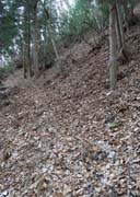 �}��̗����t�H