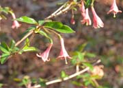 �E�O�C�X�J�Y��